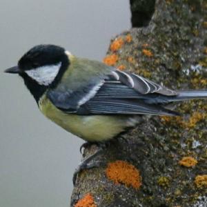 Great Tit