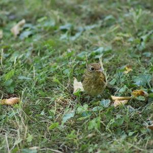 European Robin