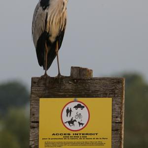 Grey Heron