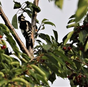 Great Spotted Woodpecker