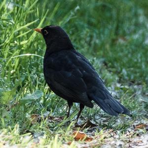 Eurasian Blackbird