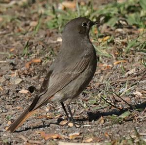 Black Redstart