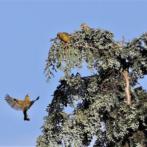 European Greenfinch