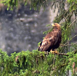 Golden Eagle