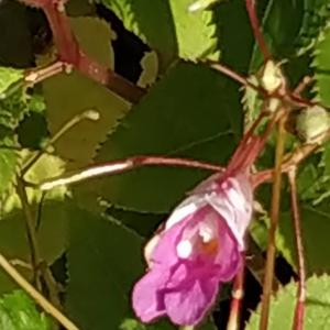 Impatiens balfourii