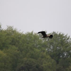 White-tailed Eagle