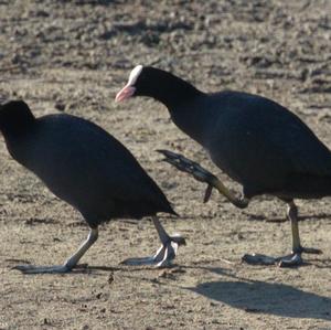 Common Coot