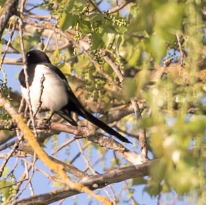 Black-billed Magpie