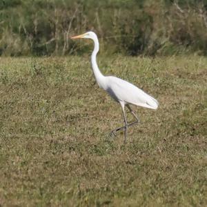 Great Egret