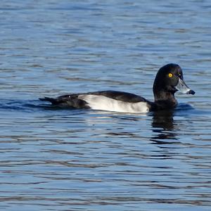 Tufted Duck