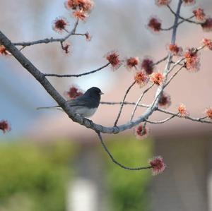 Dark-eyed Junco