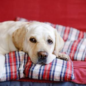 Retriever (Labrador)