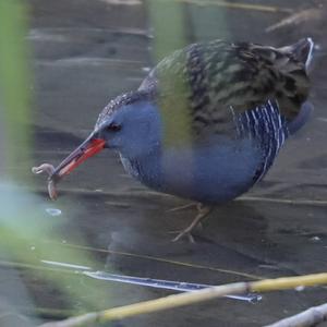 Water Rail