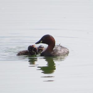 Little Grebe