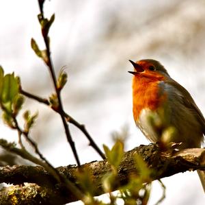 European Robin