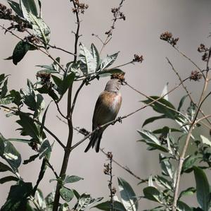 Eurasian Linnet