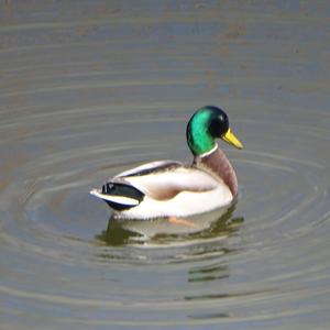 Mallard