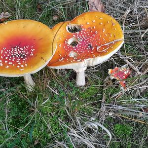 Fly Agaric