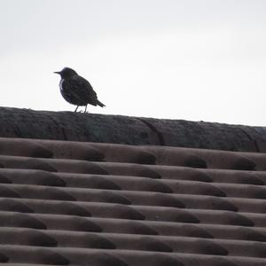 Common Starling