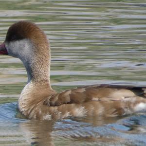 Red-crested Pochard