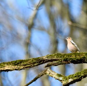 Eurasian Chaffinch