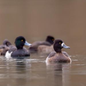 Tufted Duck