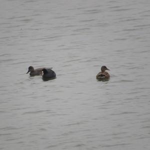 Red-crested Pochard