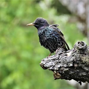 Common Starling