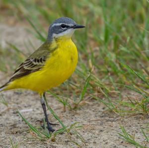 Yellow Wagtail