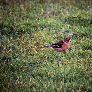 Eurasian Chaffinch