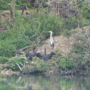 Grey Heron