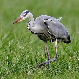 Grey Heron