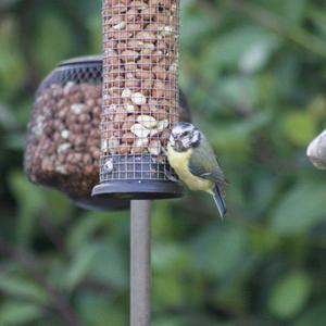 Blue Tit