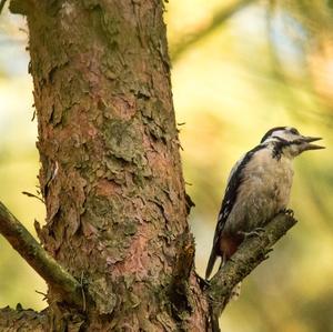 Great Spotted Woodpecker