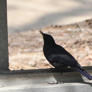 Blue Whistling-thrush