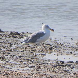 Lesser Black-backed Gull