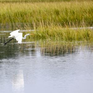 Great Egret