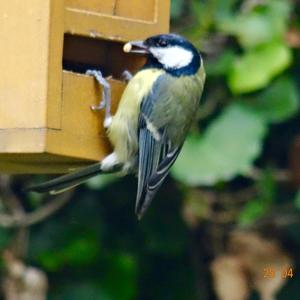 Blue Tit