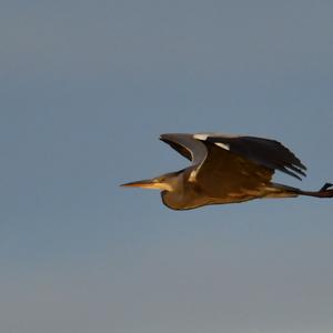 Grey Heron