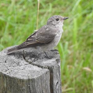 Grauschnäpper