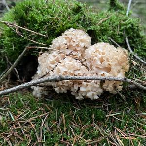 Eastern Cauliflower Mushroom