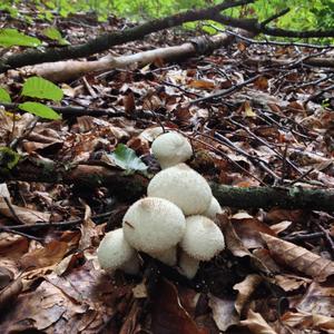 Pestle-shaped Puffball