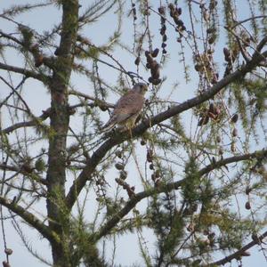 Common Kestrel