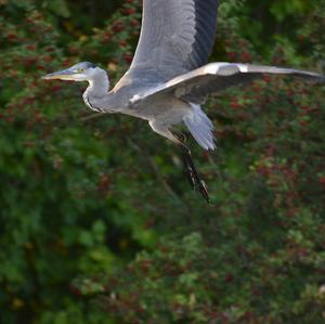 Grey Heron