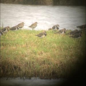 Eurasian Golden Plover