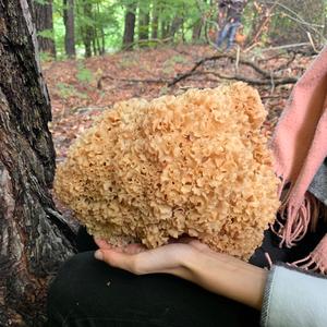 Eastern Cauliflower Mushroom