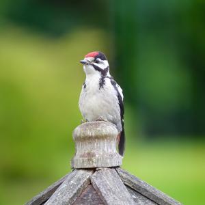 Great Spotted Woodpecker