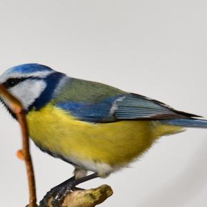 Blue Tit