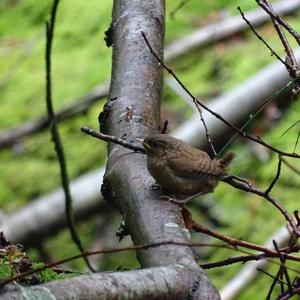 Winter Wren