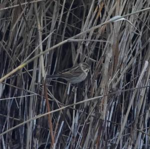 Reed Bunting